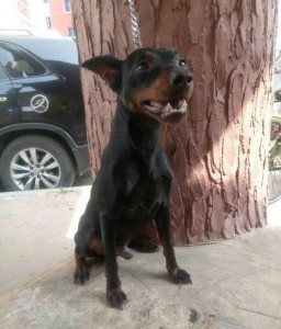 迷你宾莎犬