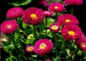 雏菊