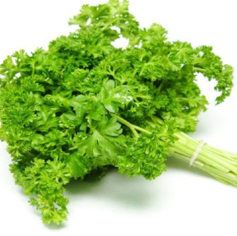 季节及方式欧芹(10)香芹是市场全年需要而数量又不太大的绿叶蔬菜,且