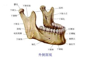 下颌支