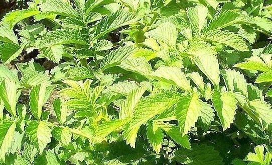 仙草(唇形科凉粉草属植物)