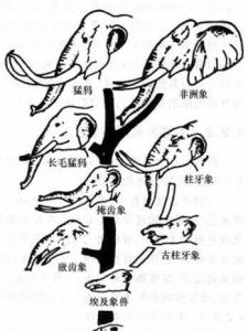 物种进化过程图
