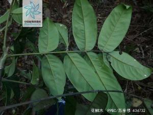 花榈木枝叶