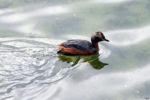 角鸊鷉夏羽