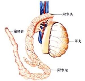 雄性生殖系统
