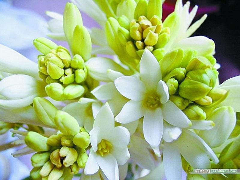 万年青花 搜狗百科