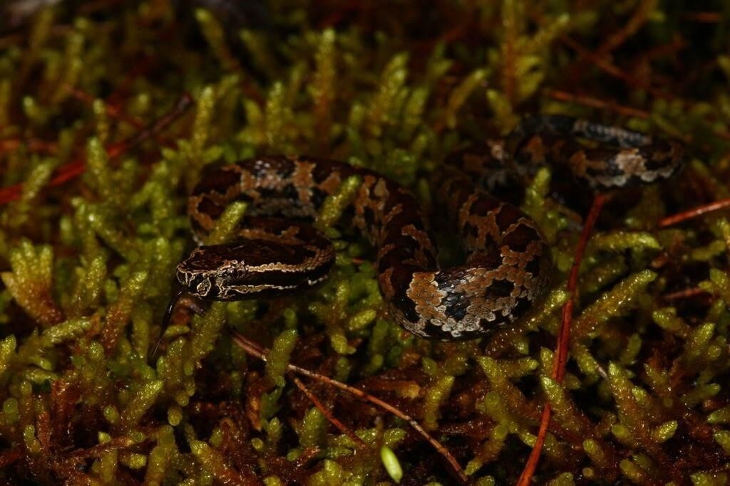 菊池氏龟壳花 有鳞目动物 搜狗百科