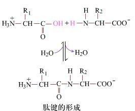肽键的形成