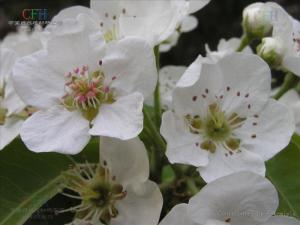 茄梨（又名：西洋梨）