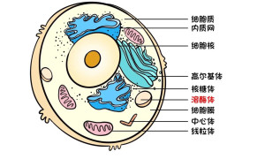 溶酶体 - 搜狗百科