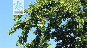 缅茄枝叶