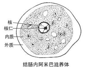 有260 ku半乳糖/乙酰氨基半乳糖凝集素,阿米巴穿孔素和半胱氨酸蛋白酶