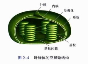 叶绿体的亚显微结构