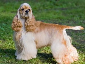 美国可卡犬