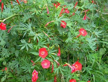 茑萝 旋花科茑萝属植物 搜狗百科