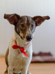 灵提犬