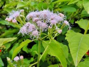 紫茎泽兰