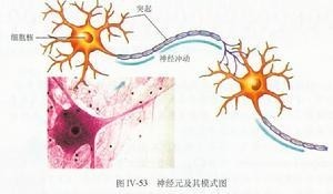 洁霉素
