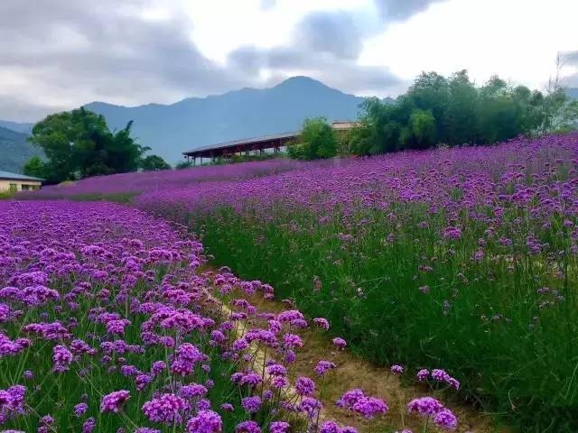 柳叶马鞭草