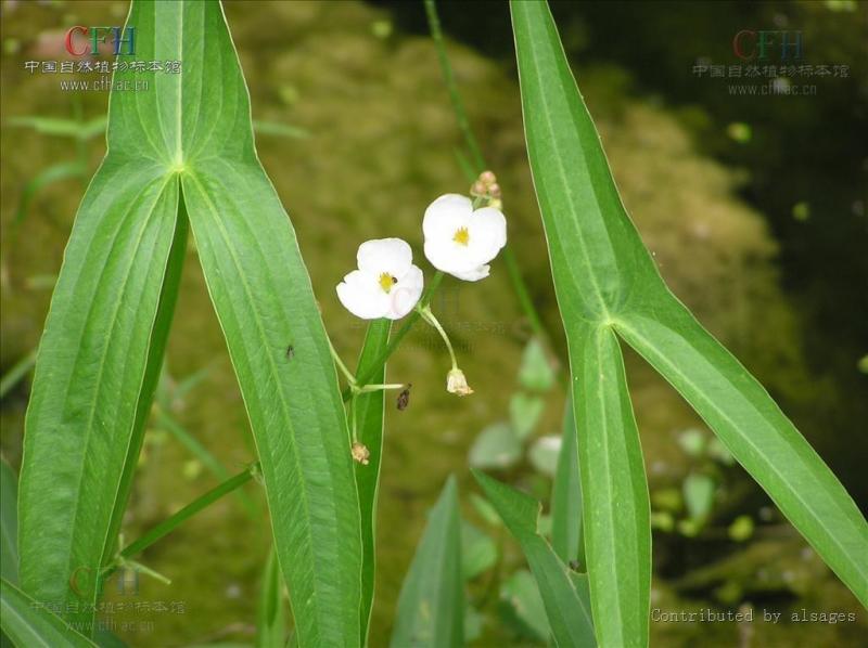 野慈姑 植物 搜狗百科