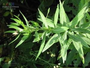 滨海白绒草