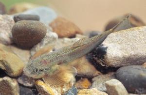 Hemimyzon yaotanensis