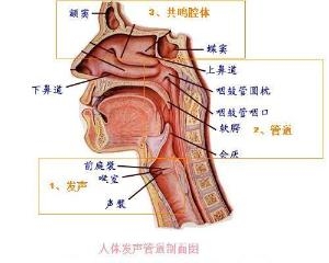 喉咙各个部位名称图图片