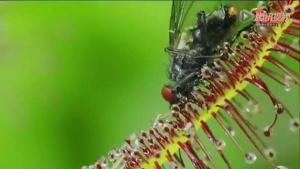 食人草