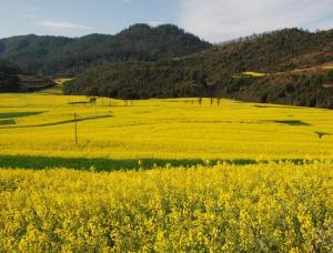 峨山彝族自治县