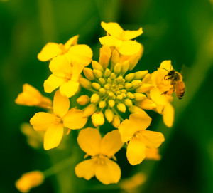 油菜花