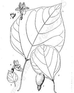 越南石梓 - 搜狗百科