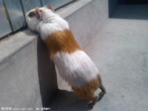 豚鼠的图册