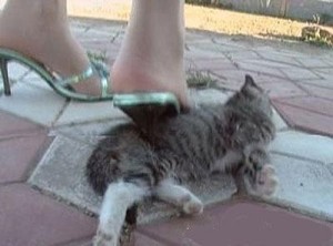 虐猫视频截图