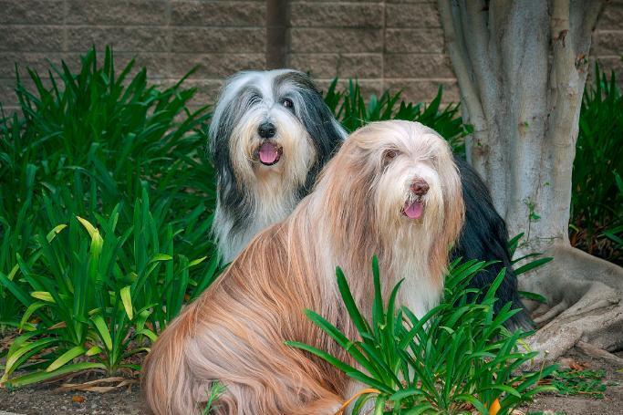 古代长须牧羊犬 犬科犬属动物 搜狗百科 古代长须牧羊犬 犬科犬属动物 搜狗百科