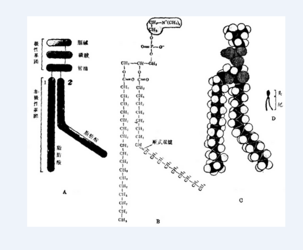 磷脂结构示意图图片