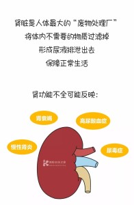 肾功能