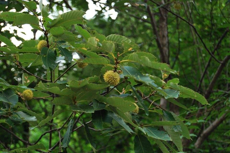 麻栎(壳斗科栎属植物)_搜狗百科