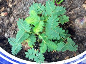 蚌壳草