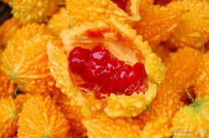 成熟的金铃子