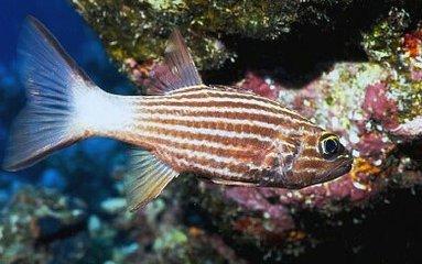 黑横带鲷