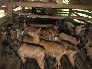 发展圈养黑山羊