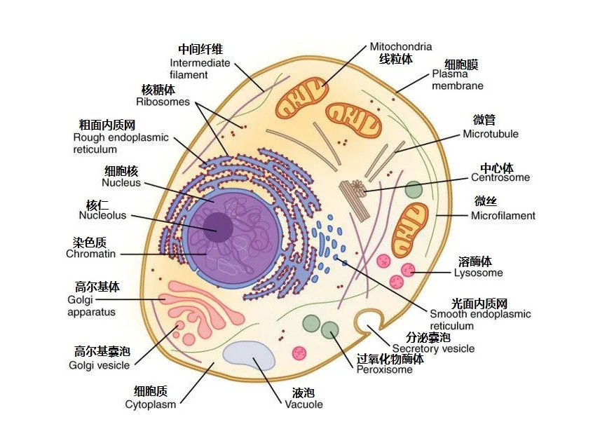 动物细胞 生物学术语 搜狗百科