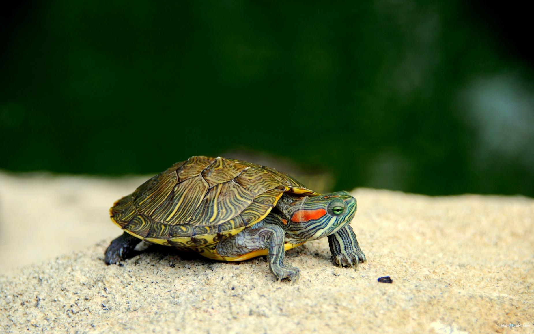 巴西红耳龟真实图片