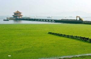 中国黄海大规模绿潮