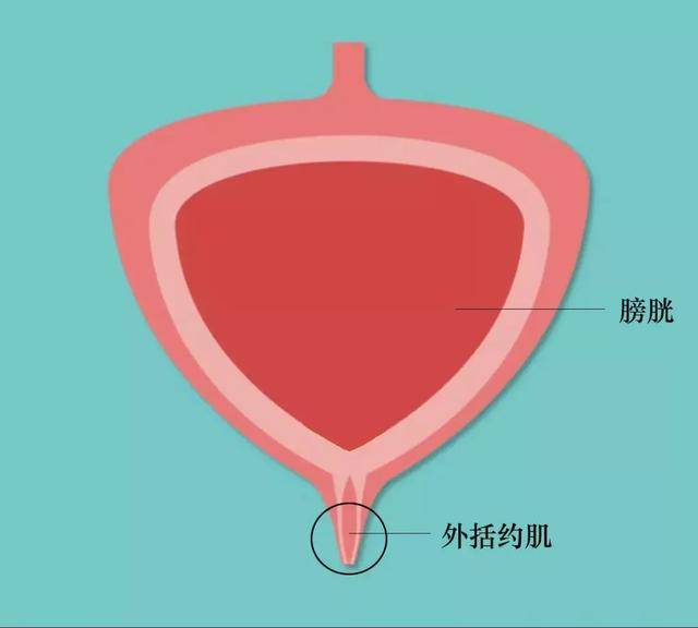 肛门外括约肌解剖图图片