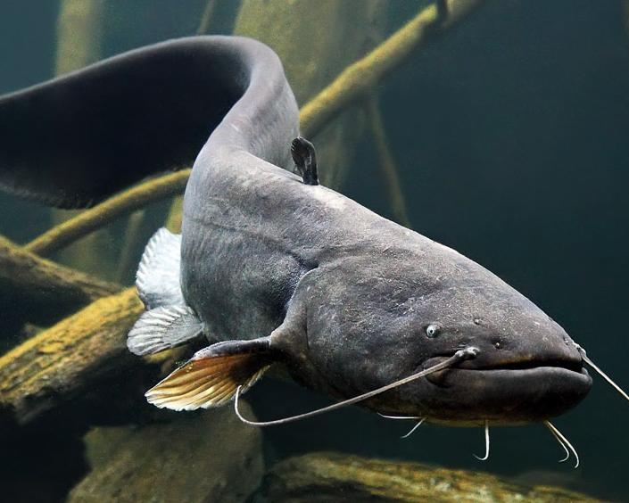 梦境解析，捕捉三鱼之谜——鲶鱼、鲤鱼与白鲢的深层寓意