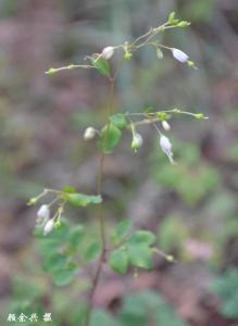 岩椒草,又名:松风草,臭节草,石胡椒等,芸香科石椒草属植物.