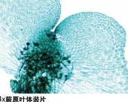 原叶体