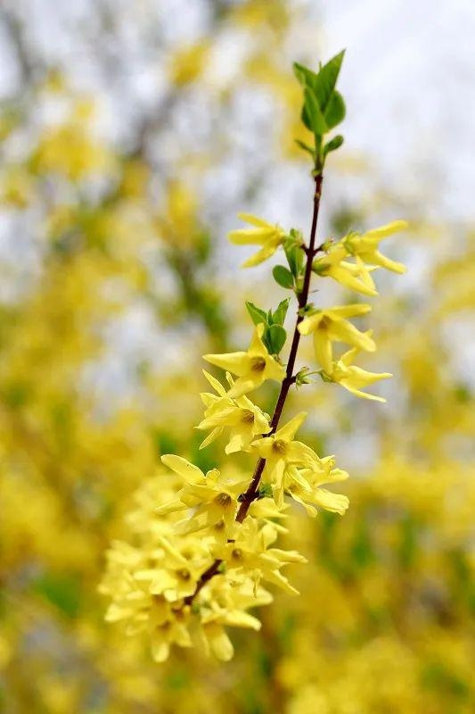 连翘花