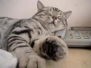 虎斑猫